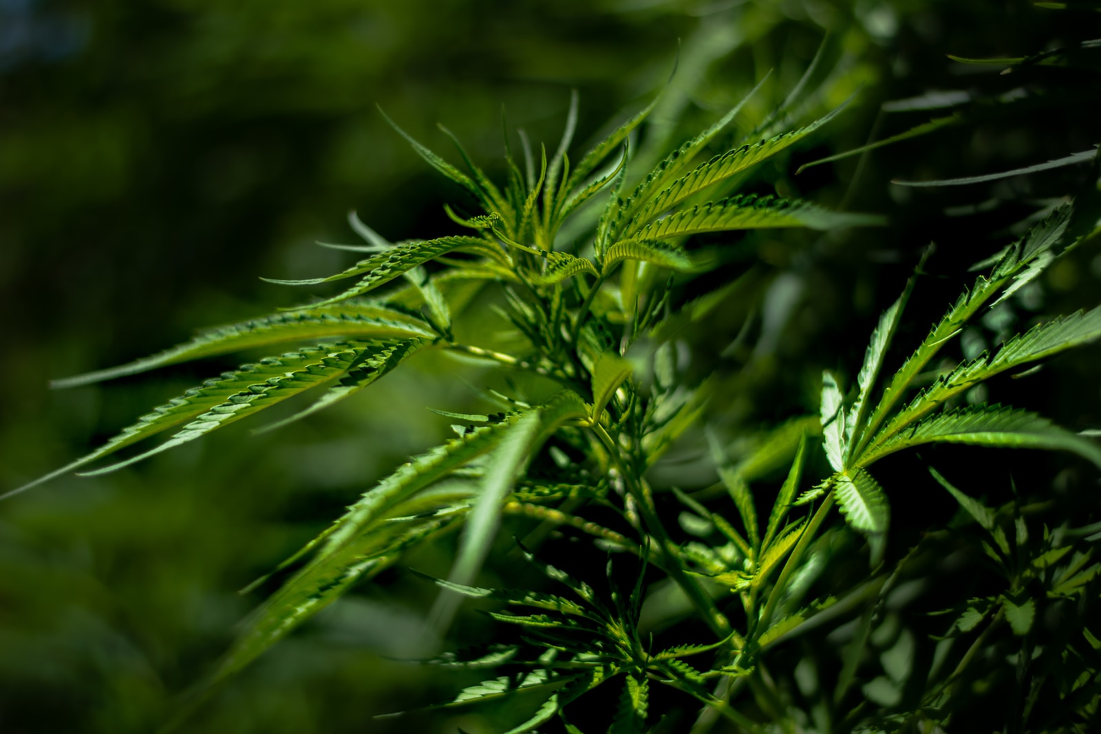 a close up of a plant with lots of leaves