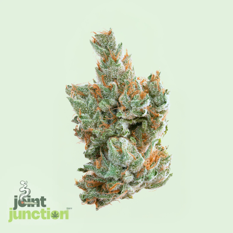 White Kush - Indica | 26.35% THC [Premium]